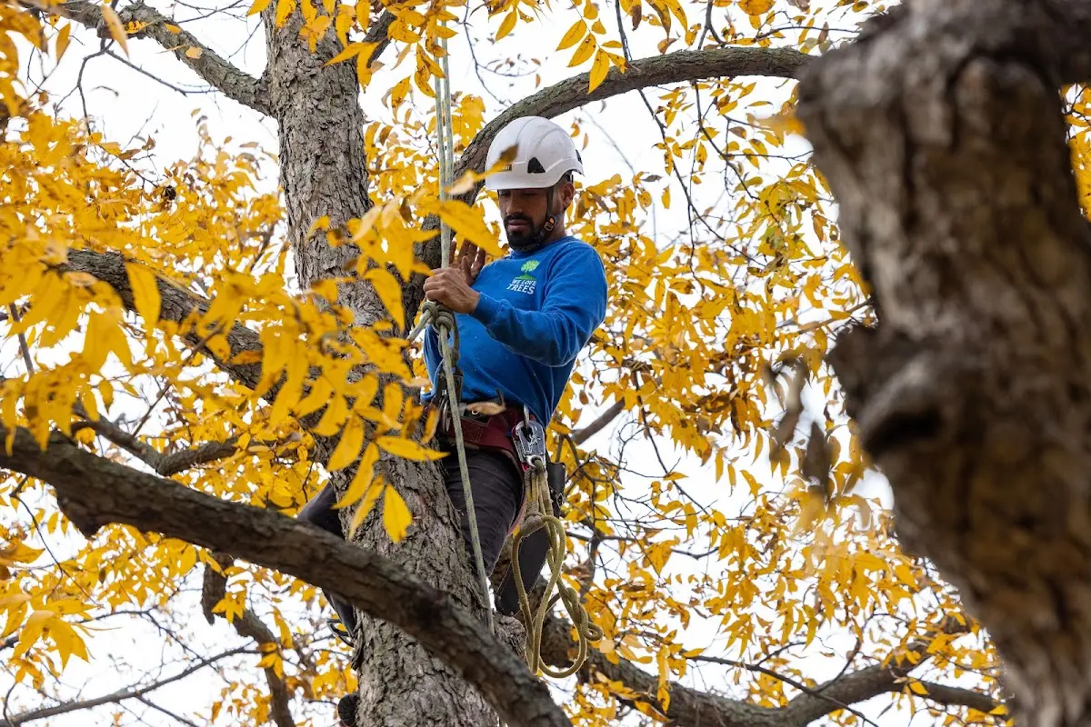Skilled Tree Transplanting crew working in Davenport